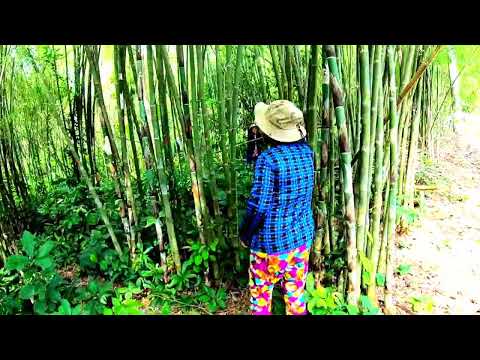 Video Con đường tre tầm vong đẹp nhứt Tritôn nằm ở ngôi làng... - youtube