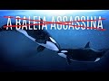 A ORCA E A MAIOR FAKE NEWS DA NATUREZA