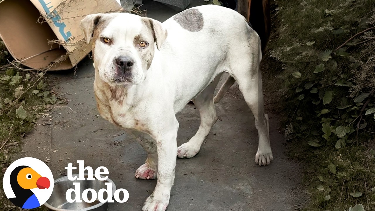 They're Saving Dogs From Skid Row — One Life at a Time | The Dodo