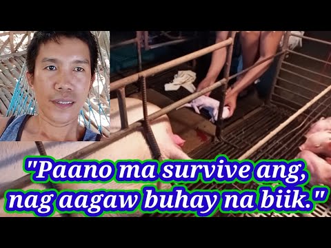 Paano ma survive Ang nag aagaw buhay na biik..@Ger's Vlog..