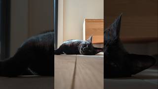 黒猫の日向ぼっこエリア