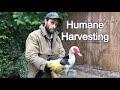 How to Harvest a Muscovy Duck | Humane Harvesting Guide