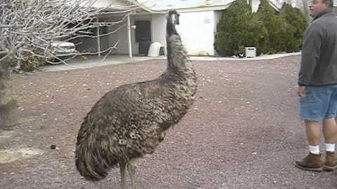 Rescuing an emu, Animal Advocates, Mary Cummins