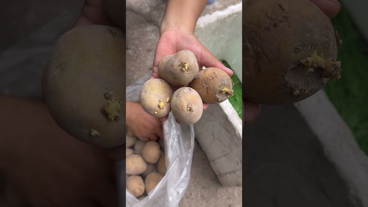 감자 절대 박스에 두지 마세요 #cooking #영양식 #food