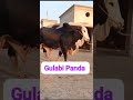 How S Quality Of This Bull Semen Price 4000PKR Cow Sahiwalbreed Cowcalf Brahmancattle Cattle
