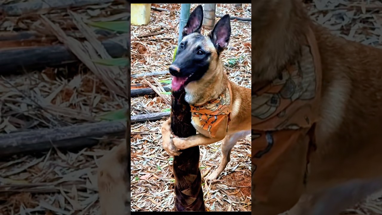 এই কুছি বাসটা আমি নিয়াম🤯dog funny moments video #funny #comedy #animals