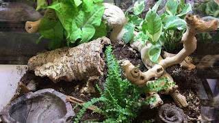 How to setup a bioactive terrarium for a Ball Python