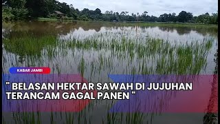 KABAR JAMBI - BELASAN HEKTAR SAWAH DI JUJUHAN TERANCAM GAGAL PANEN