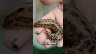 Avez-Vous Déjà Vu La Limace Léopard Limax Maximus?