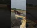 A Bag of Feed Brings a "Fish Tide"—This Is How the "Harvest Moment" at a Fish Farm Happens!