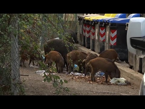 Wild boars hog limelight as they roam around Rome