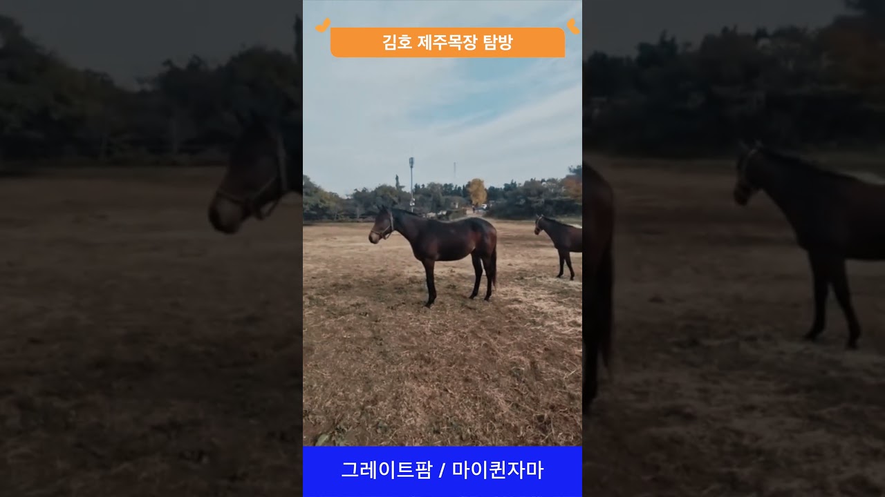 그레이트팜 마이퀸자마