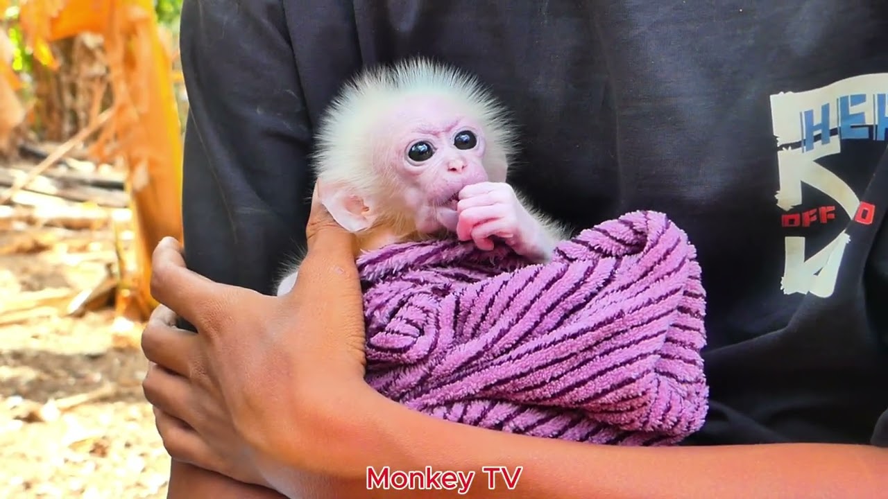 The mother monkey is playing and is very happy