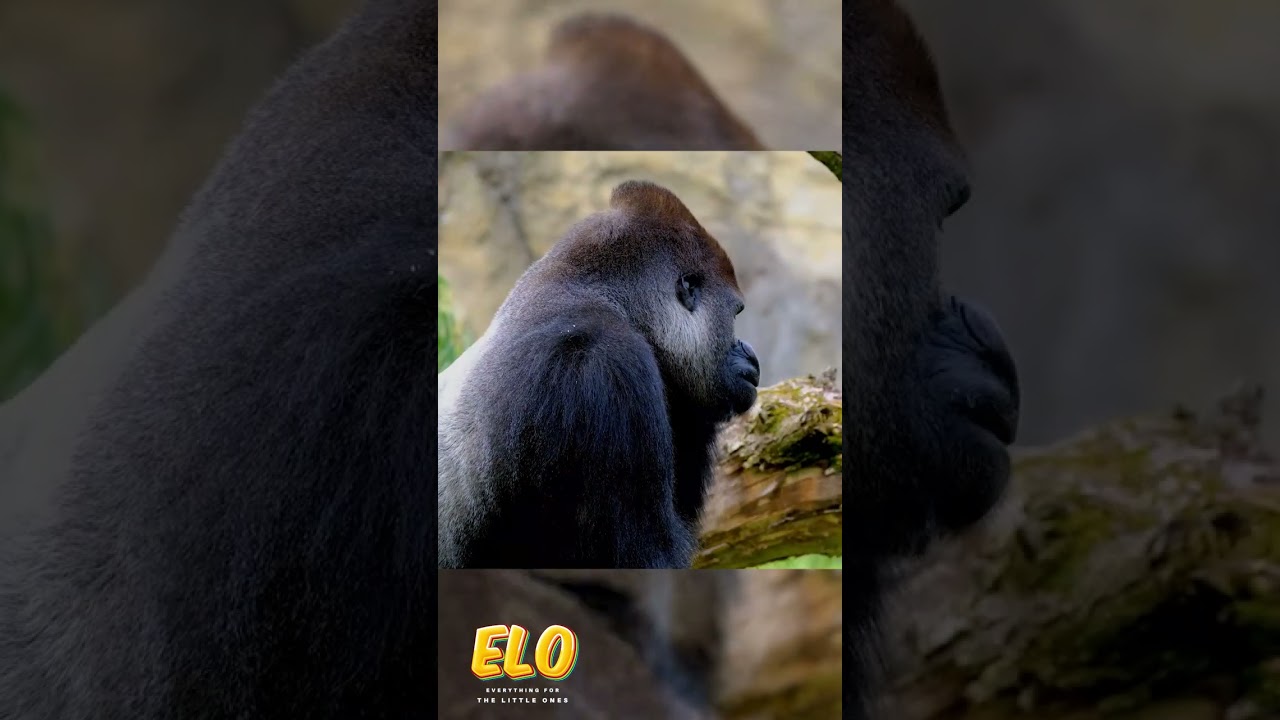 Animals in Africa🐯 Animals Around The Globe 🌏 Animals for kids👶 Animals for children.