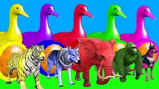 5 Giant Ducks, Tiger, Lion, Elephant, Gorilla, Zebra, Dog, Giraffe, Transfiguration funny animal