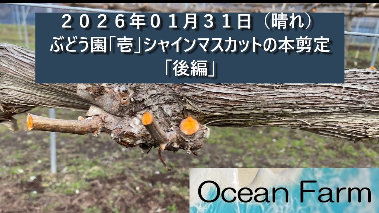 ぶどう園「壱」１１年目シャインマスカット本剪定「後編」しました