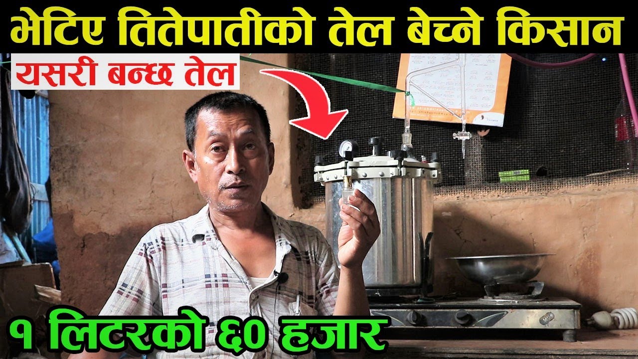 १ लिटरको ६० हजार पर्ने तितेपातीको तेल यसरी बनाउन सकिन्छ, तेल विदेश निर्यात हुने │Nepal Chitra