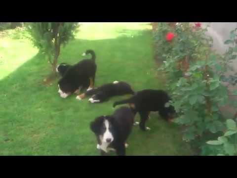 Video: Pasmina Bernskog Planinskog Psa Hipoalergijska, Zdravlje I životni Vijek