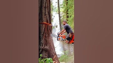 The Biggest Tree Cut I’ve Ever Filmed! #chainsaw#woodworking#treecutting