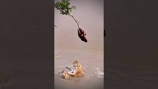 Monkey makes fun of tigers
