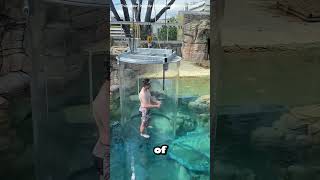 Inside the Crocodile Pool😍#shorts #short