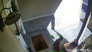 Video shows cougar in Murray neighborhood