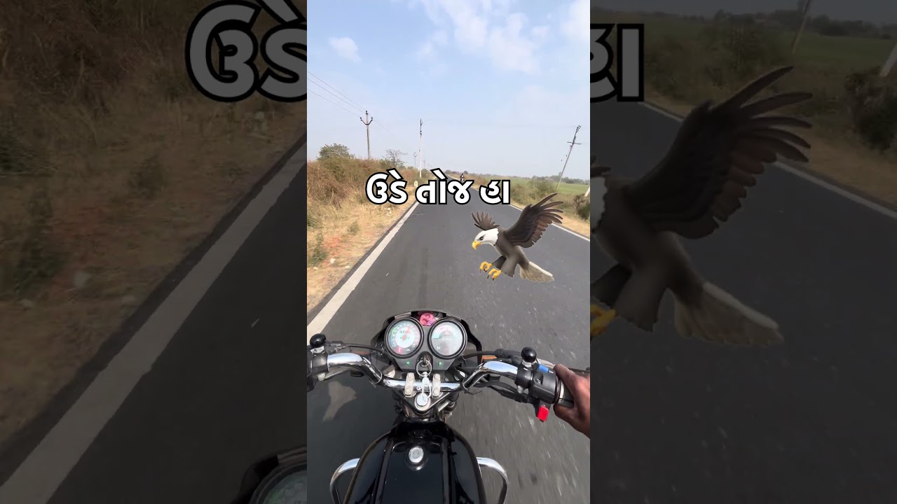 Saplendr 🦅 સકલ કોયદી બાજ નો બને 🦅રાઇડર 