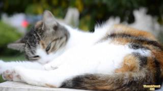 Mon Chat - Frimousse - 2014 - Relax - Full HD 1080P - Animal - Chats - Chaton - Mon Chat screenshot 2