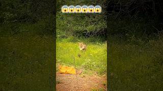 Smart Warthog Escapes Hungry Lioness by Hiding Under Safari Jeep! 🐗🦁#Wildlife #Nature #Lioness