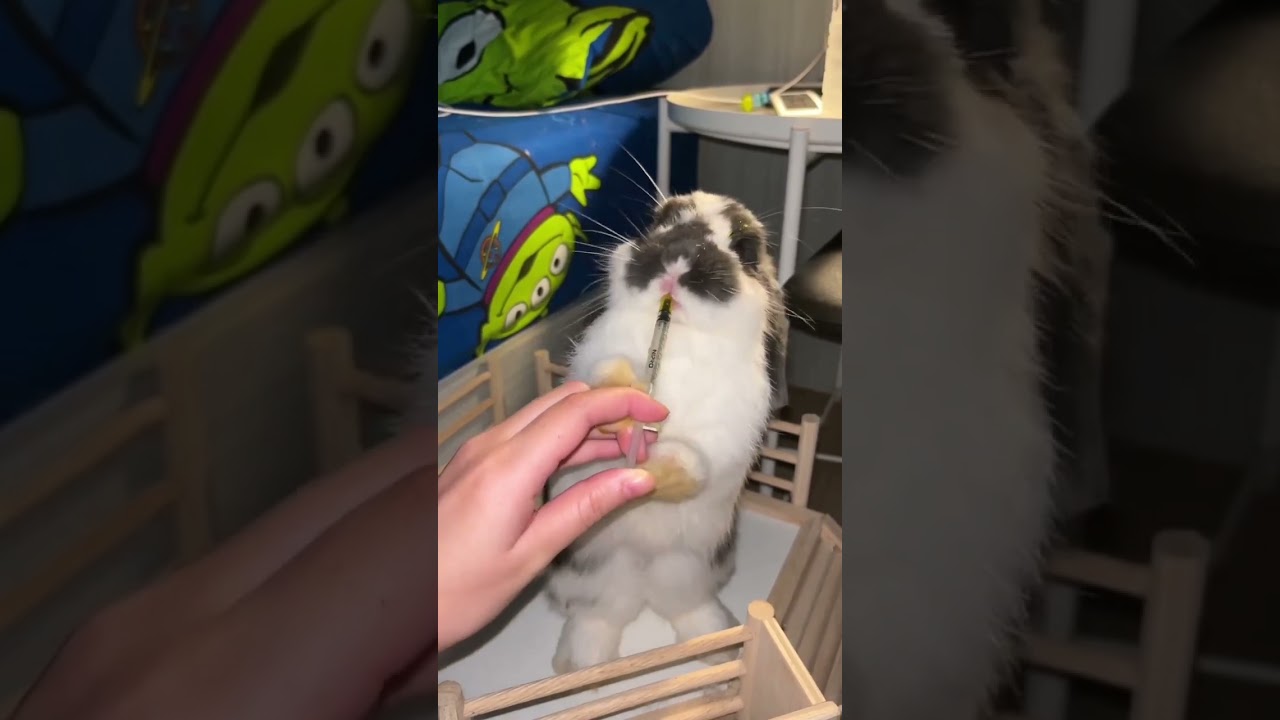 Discover the cuteness overload with a lop eared rabbit 🐇🌸📹 