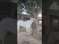 Alhamdullilah White Gold New Entry Dera Ashraf Khan Mirwal #rawalpindi #shorts #fatehjangi
