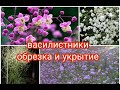 ВАСИЛИСТНИКИ. ОБРЕЗКА И УКРЫТИЕ ВАСИЛИСТНИКОВ.