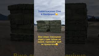 California І Сіно Що Б Ще Ми Завантажували