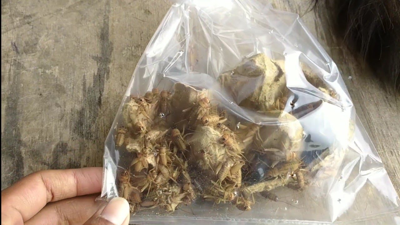 Beli Jangkrik Madu Sebelum Mancing 