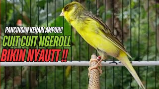 Download Lagu SUARA Kenari GACOR PANJANG Pancingan \u0026 masteran Kenari Paud AGAR gacor AMPUH Kenari MACET bunyii MP3