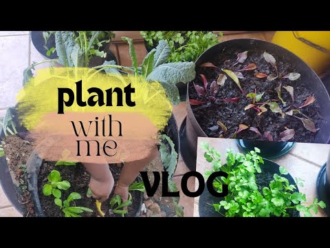 VLOG|Plant with Me| Easy Container Gardening #Howto #sayoutuber #plantbased #garden #gardeningtips