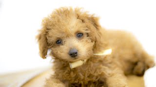 α波オルゴール『いつも君がいるから』/Alpha Wave Music Box Collection / ダイジェスト / 大切な存在をうたった楽曲をあたたかなオルゴールの音色で...