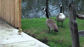 Bird Fight!  Canada Geese vs. Swan (HD)