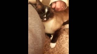 Siamese Cat Rescue:  Muffin