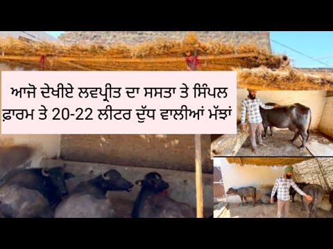 ਮਹਿਗੀਆ ਮੱਝਾ ਤੇ ਸਸਤੀ ਬਿਲਡਿੰਗ ਵਾਲੇ ਫਾਰਮ ਬਾਰੇ ਜਾਣੋ