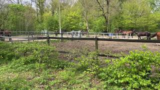 Amsterdam Forest Horses  Cinematic Pan Left Through Dutch Nature Meadow