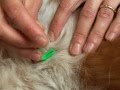 O Tom Tick Remover (2pcs) for pets and people: instruction video