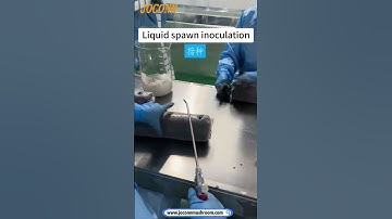 18*60cm mushroom bags liquid spawn inoculation #mushroomgrowing #inoculation #mushroommachine