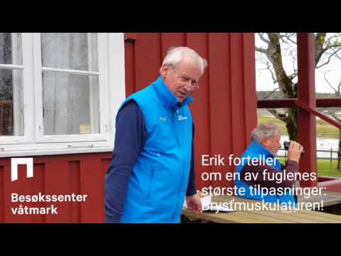 Video: Hvor Flyr Svelene