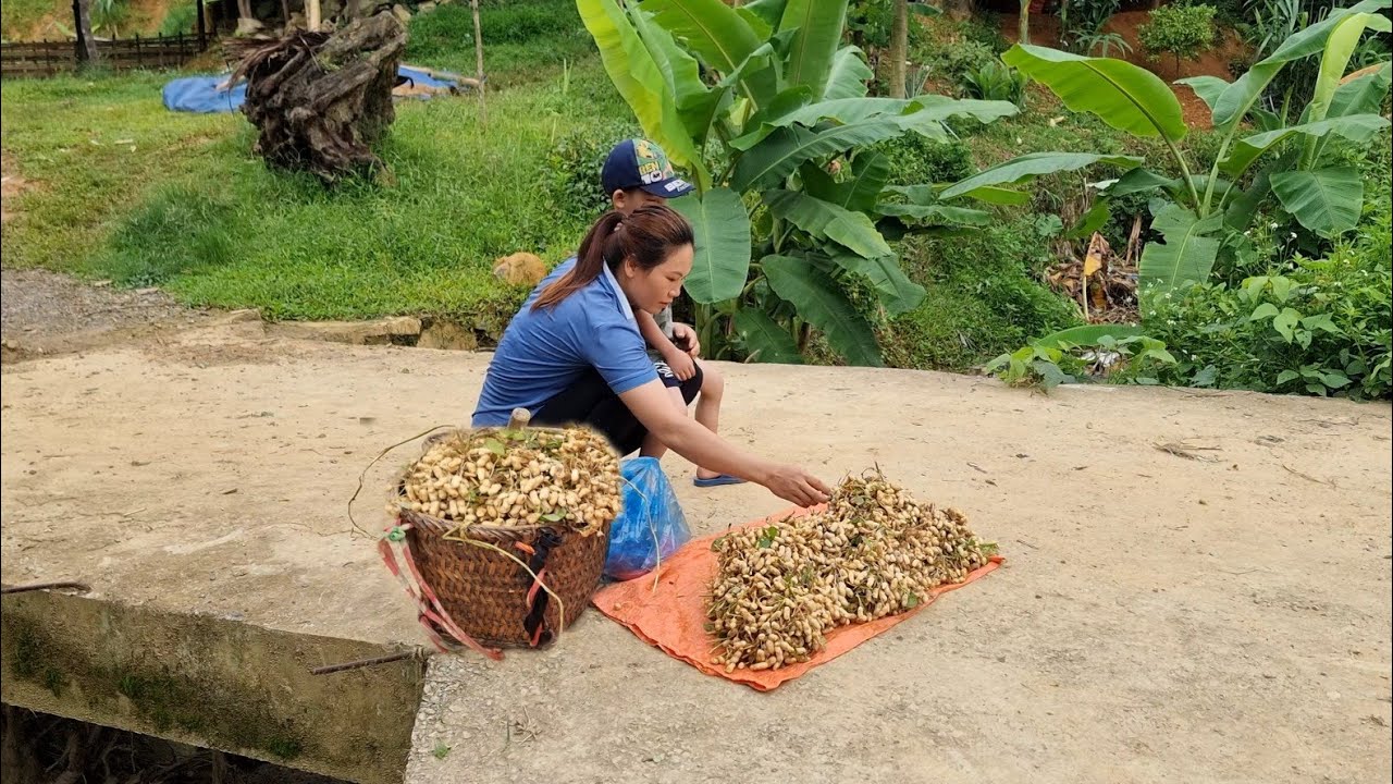 Harvesting peanuts to sell at the market - My daily life and my children