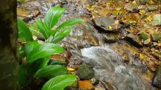 Relaxing music with the sound of running water~insomnia therapy #nature #relaxation #relaxing #deep