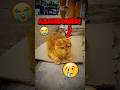 هذه الفتاة فعلت شيئ ا جميل ا لقطة خائفة 