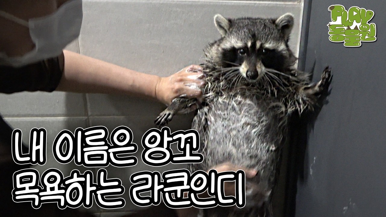 Привет, я — angko! Енот, который обожает купаться! 🦝