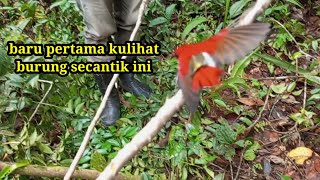 SPOT KEDUA DAPAT BURUNG PALING CANTIK #6