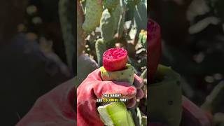 Amazing Cactus Fruit Harvest #CactusFruit #BuahKaktus #FruitHarvest